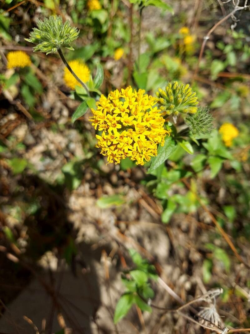 Lagascea decipiens flower