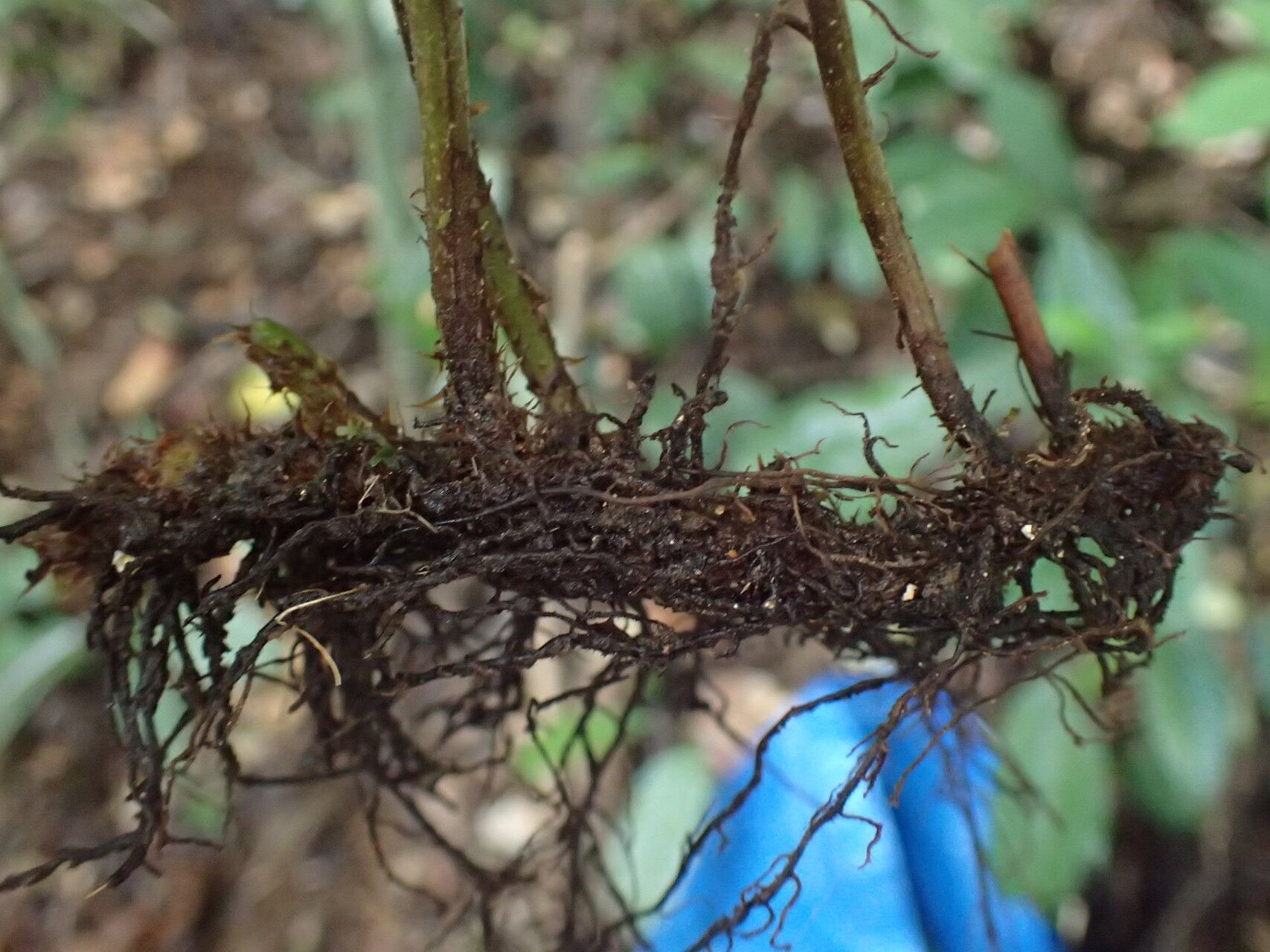 Triplophyllum dimidiatum other