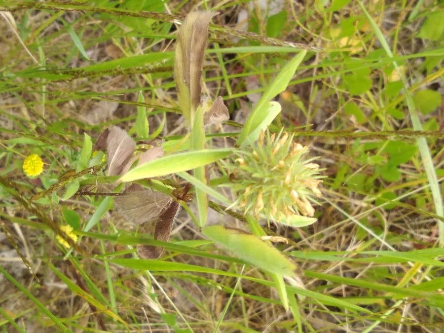 Trifolium pannonicum fruit