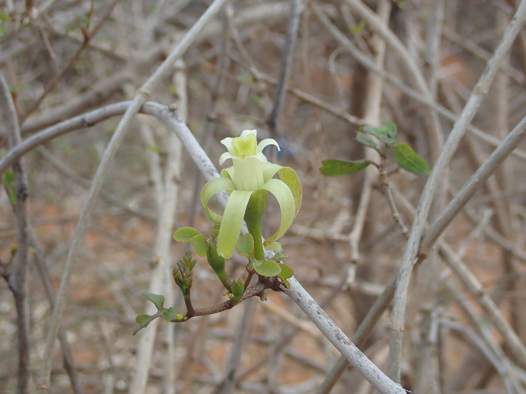 Adenia elegans — houseplant care guide