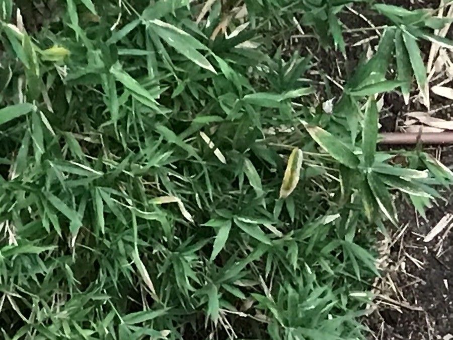 Pleioblastus fortunei — soil improver houseplant