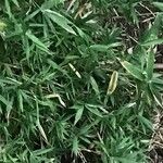 Pleioblastus fortunei