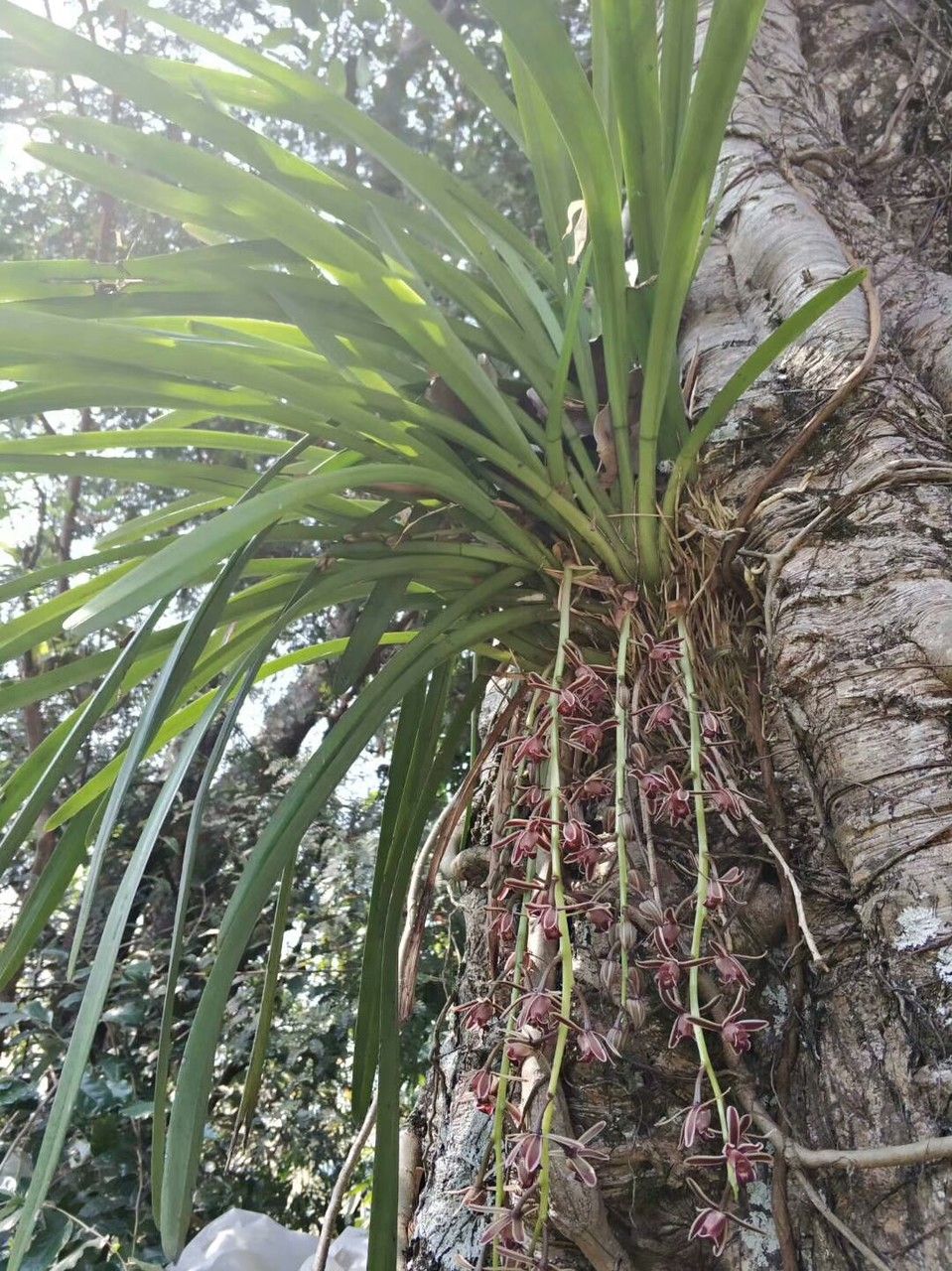 Cymbidium aloifolium habit