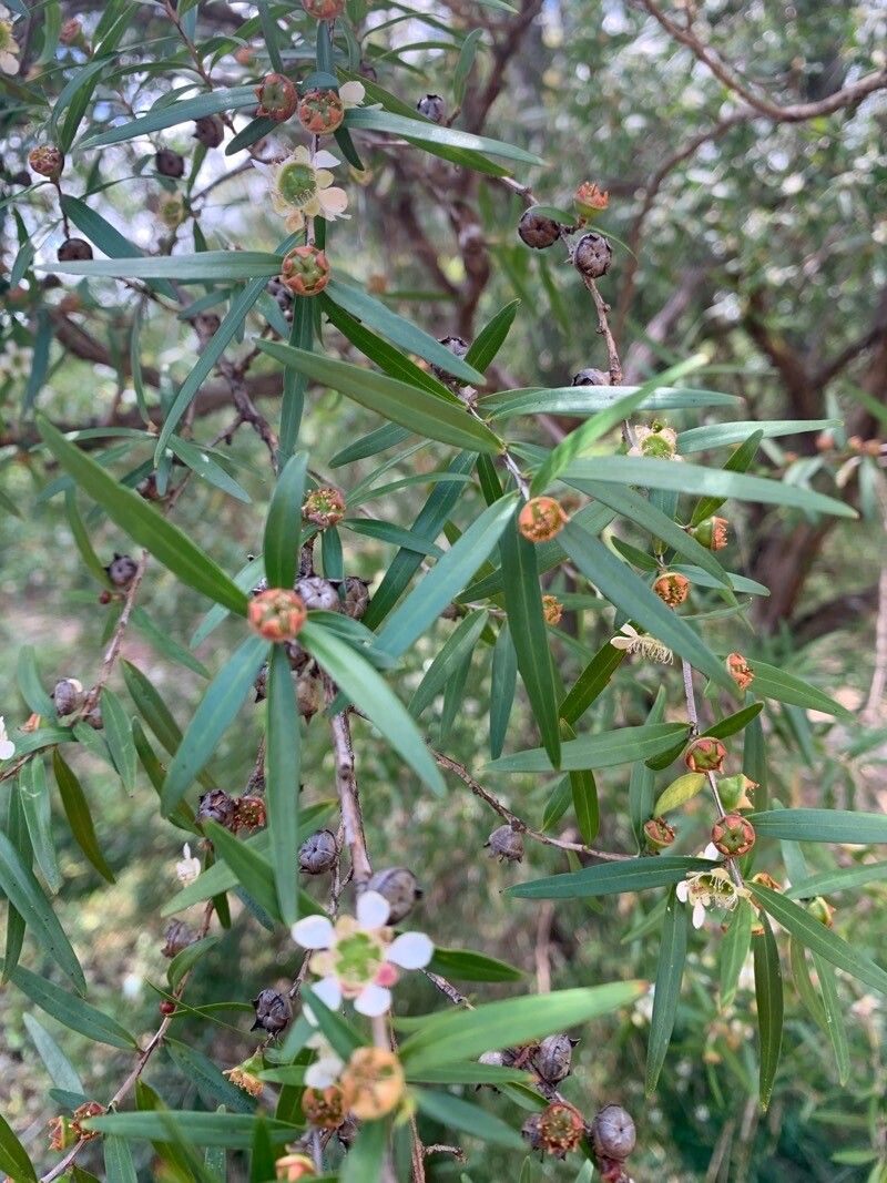 Leptospermum petersonii — houseplant care guide