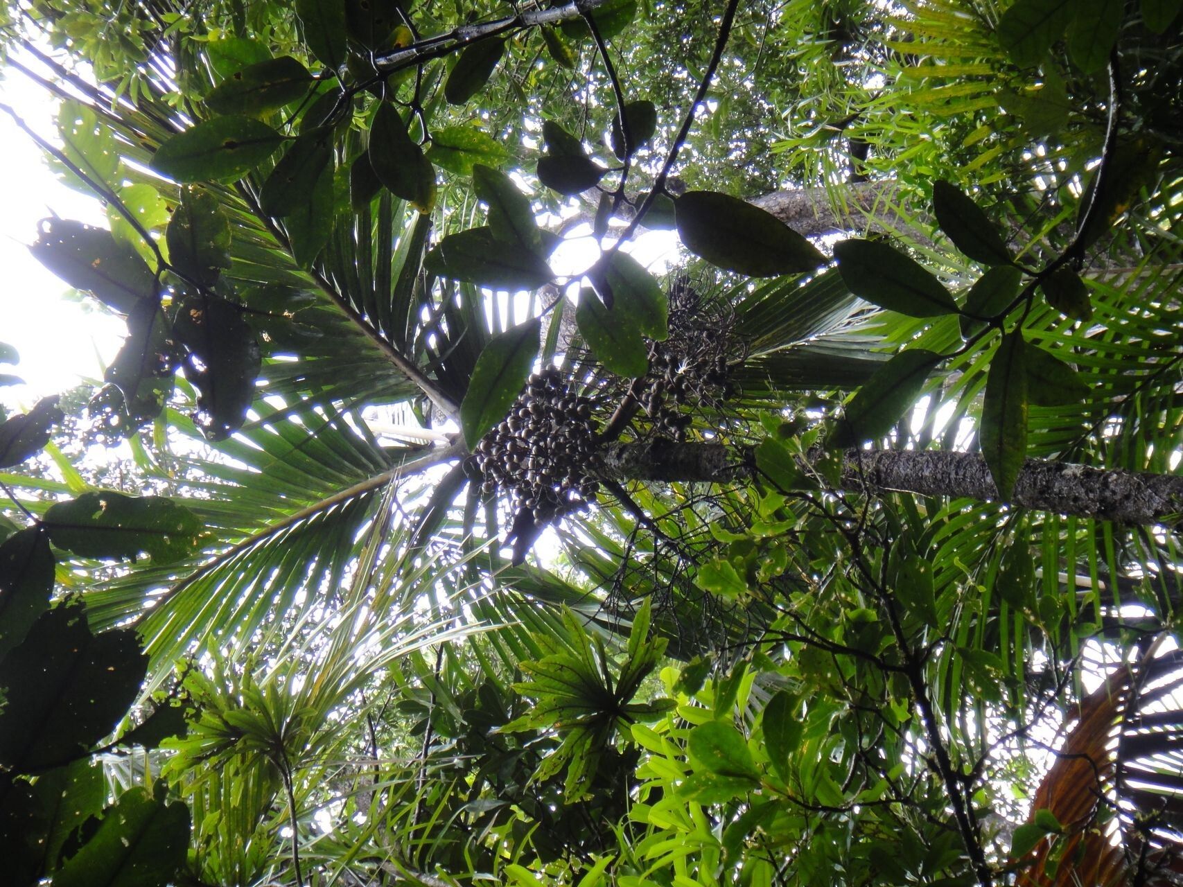 Clinosperma macrocarpa habit