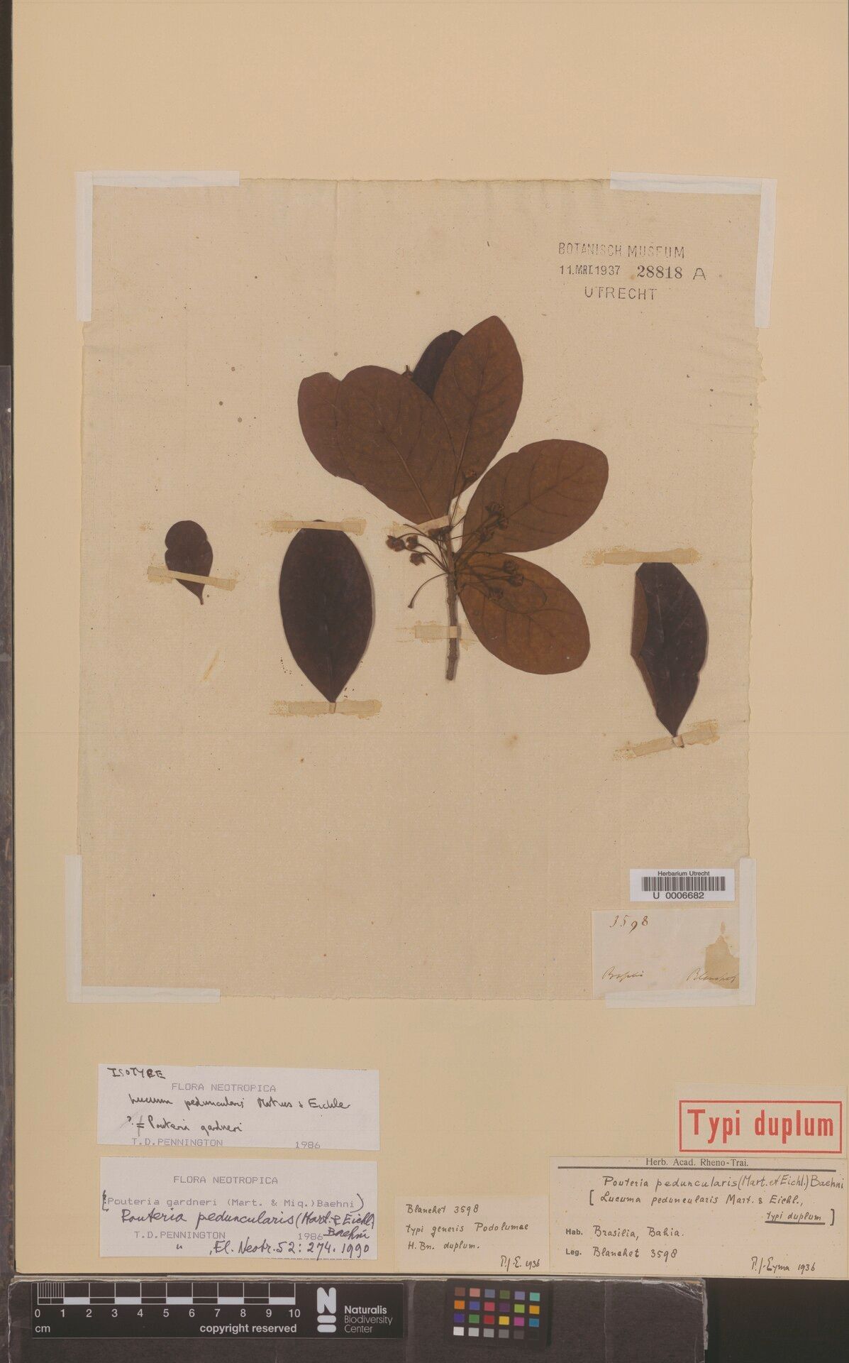 Pouteria gardneri fruit