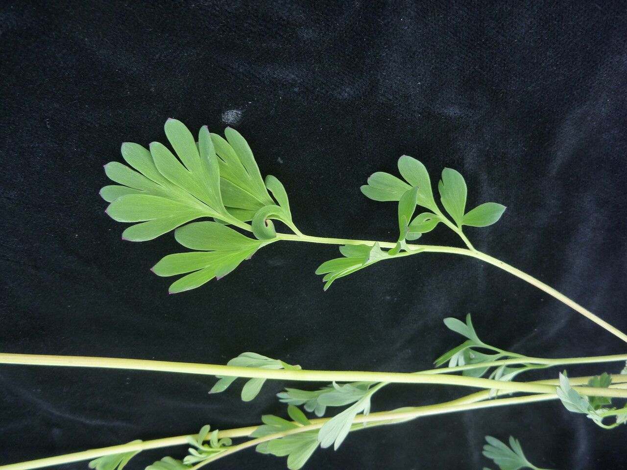 Corydalis elegans — houseplant care guide