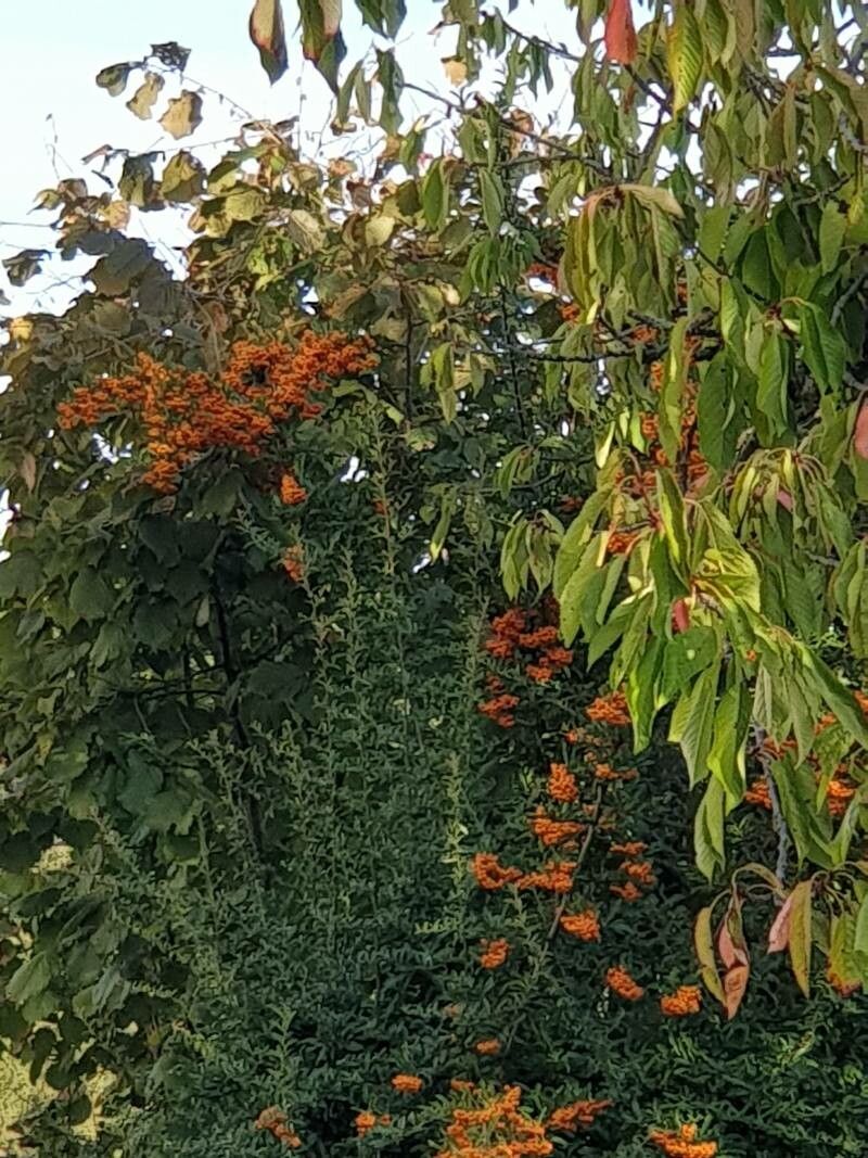 Mayodendron igneum leaf