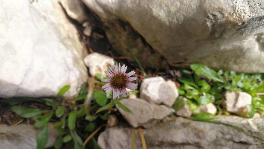 Erigeron schleicheri flower