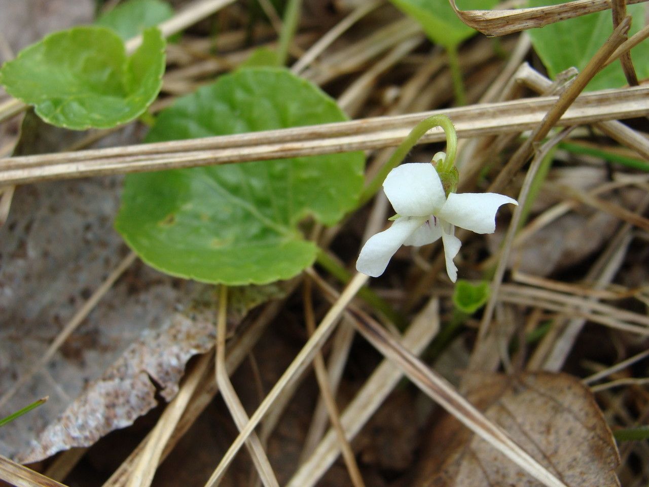 Viola renifolia habit