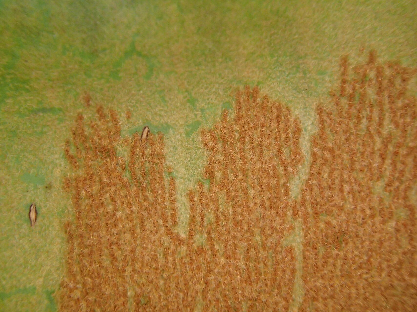 Platycerium elephantotis fruit