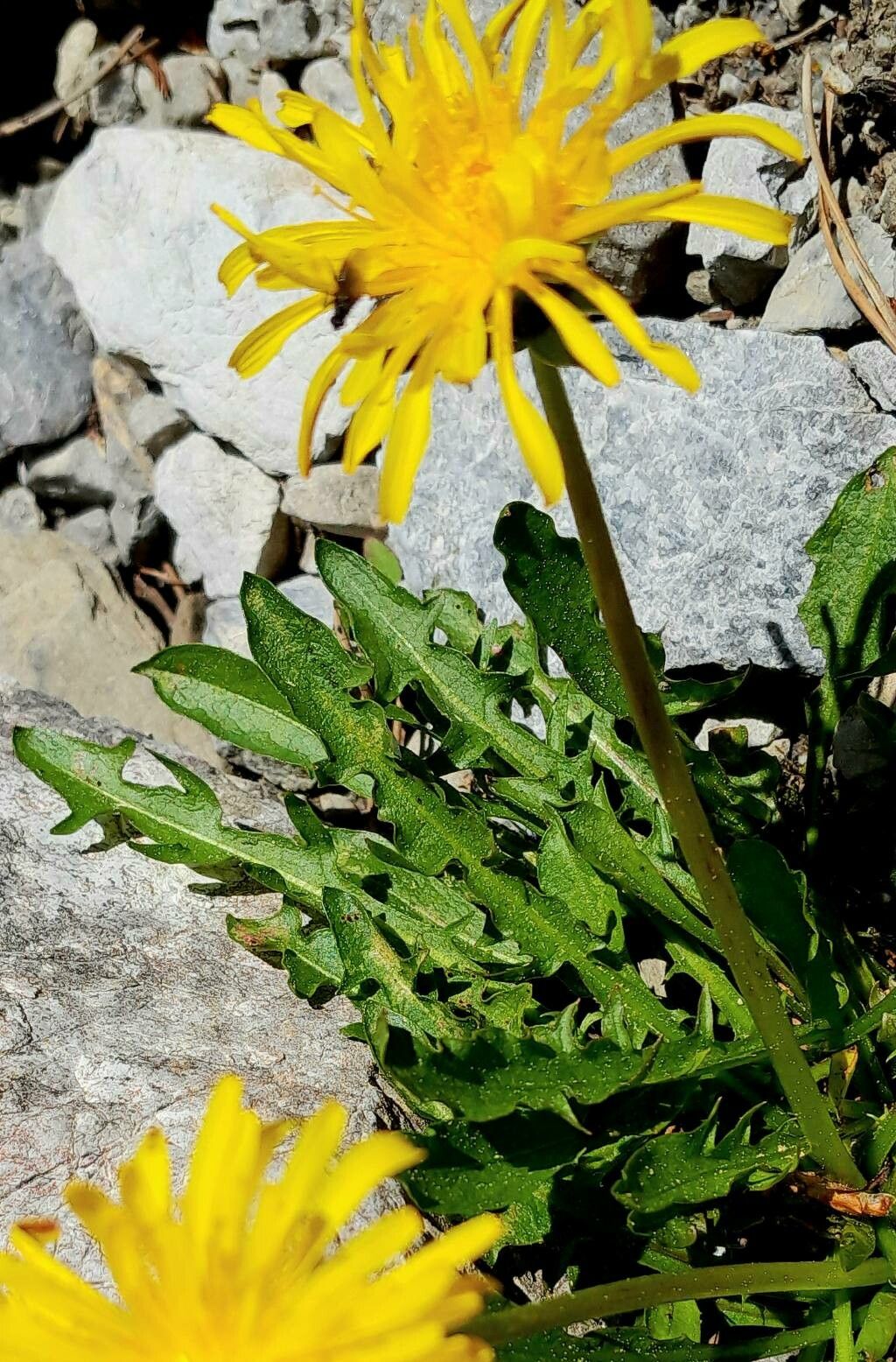 Taraxacum alpinum — related species from the same genus