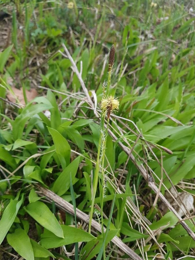 Carex trinervis habit