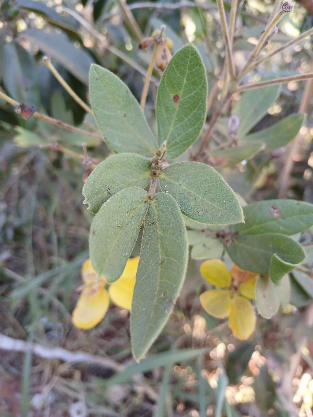 Senna rugosa — search result for 'Senna'