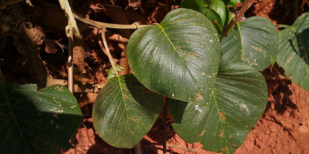 Argyreia nervosa habit