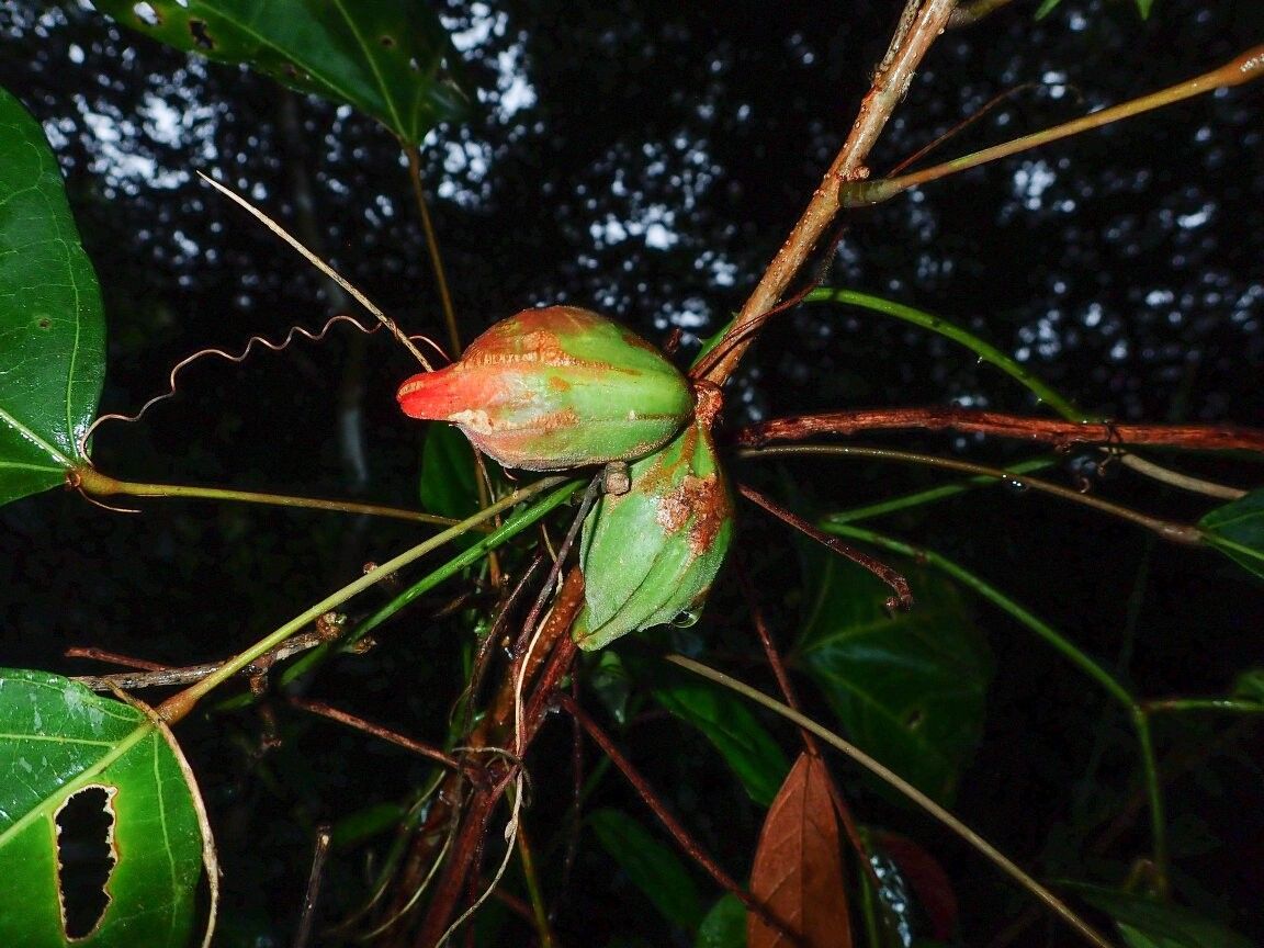 Cola gabonensis other