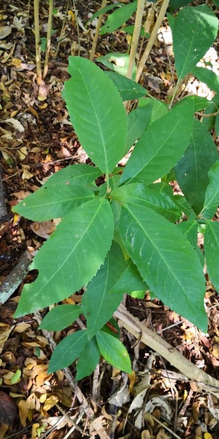 Croton laevigatus — search result for 'Euphorbiaceae'