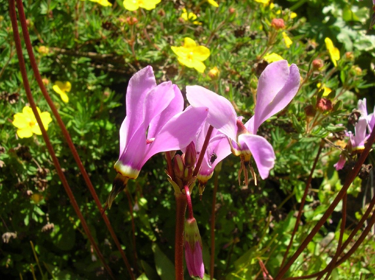 Primula fragrans other