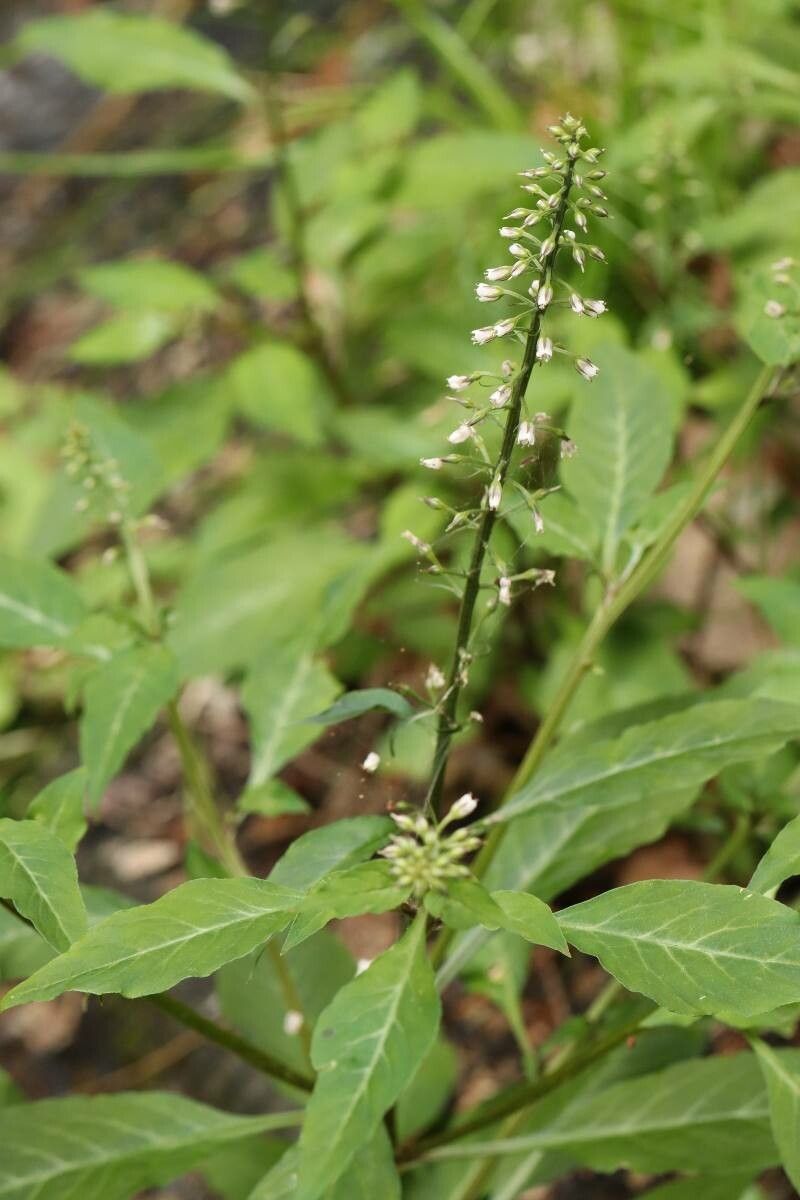 Lysimachia acroadenia