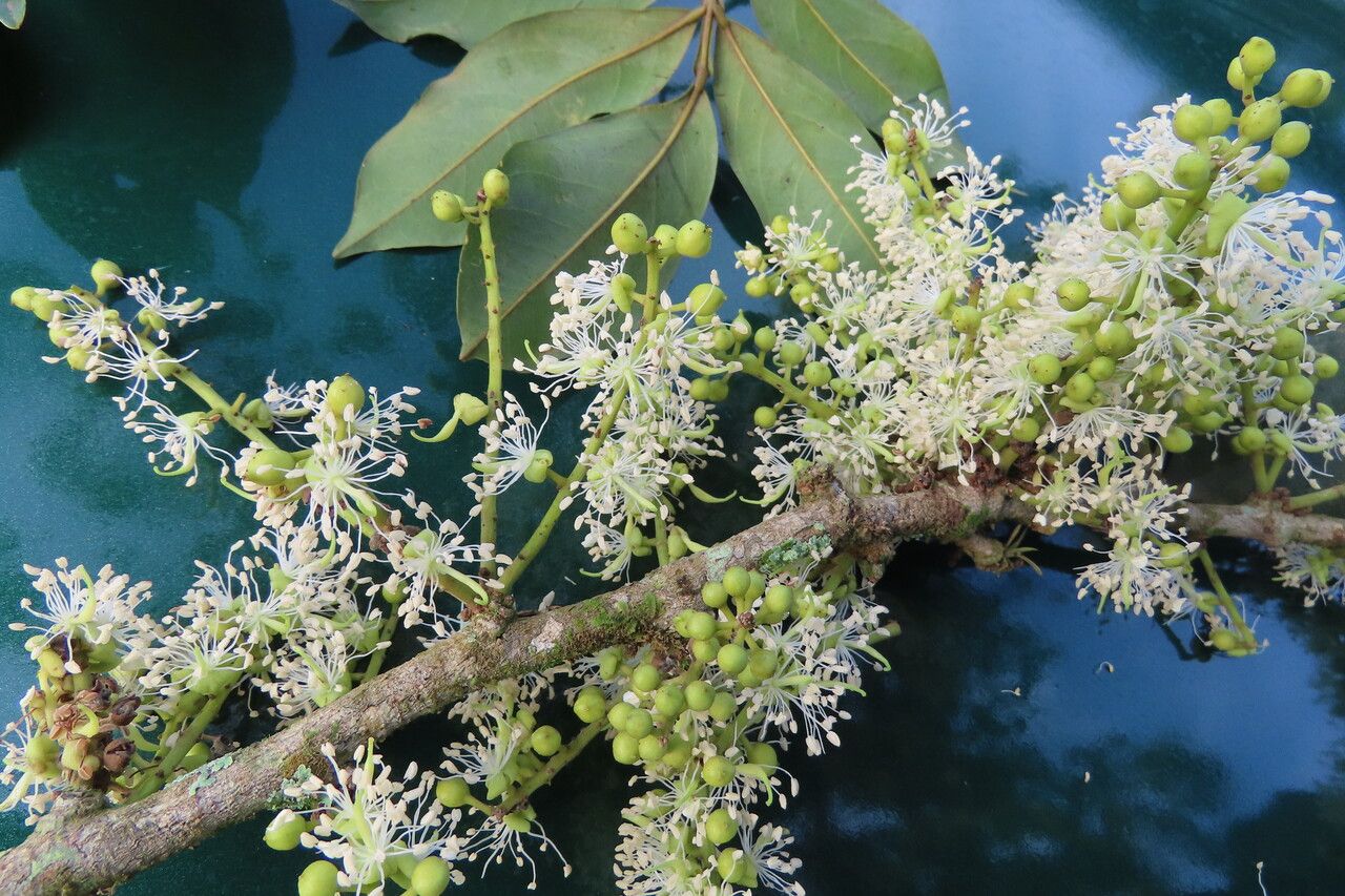 Swartzia nicaraguensis flower