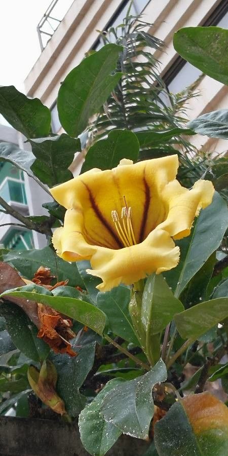 Solandra guttata flower