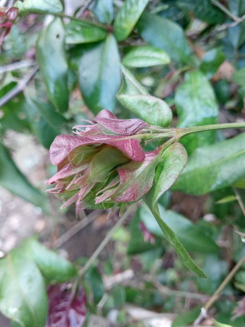 Hypoestes pulchra flower