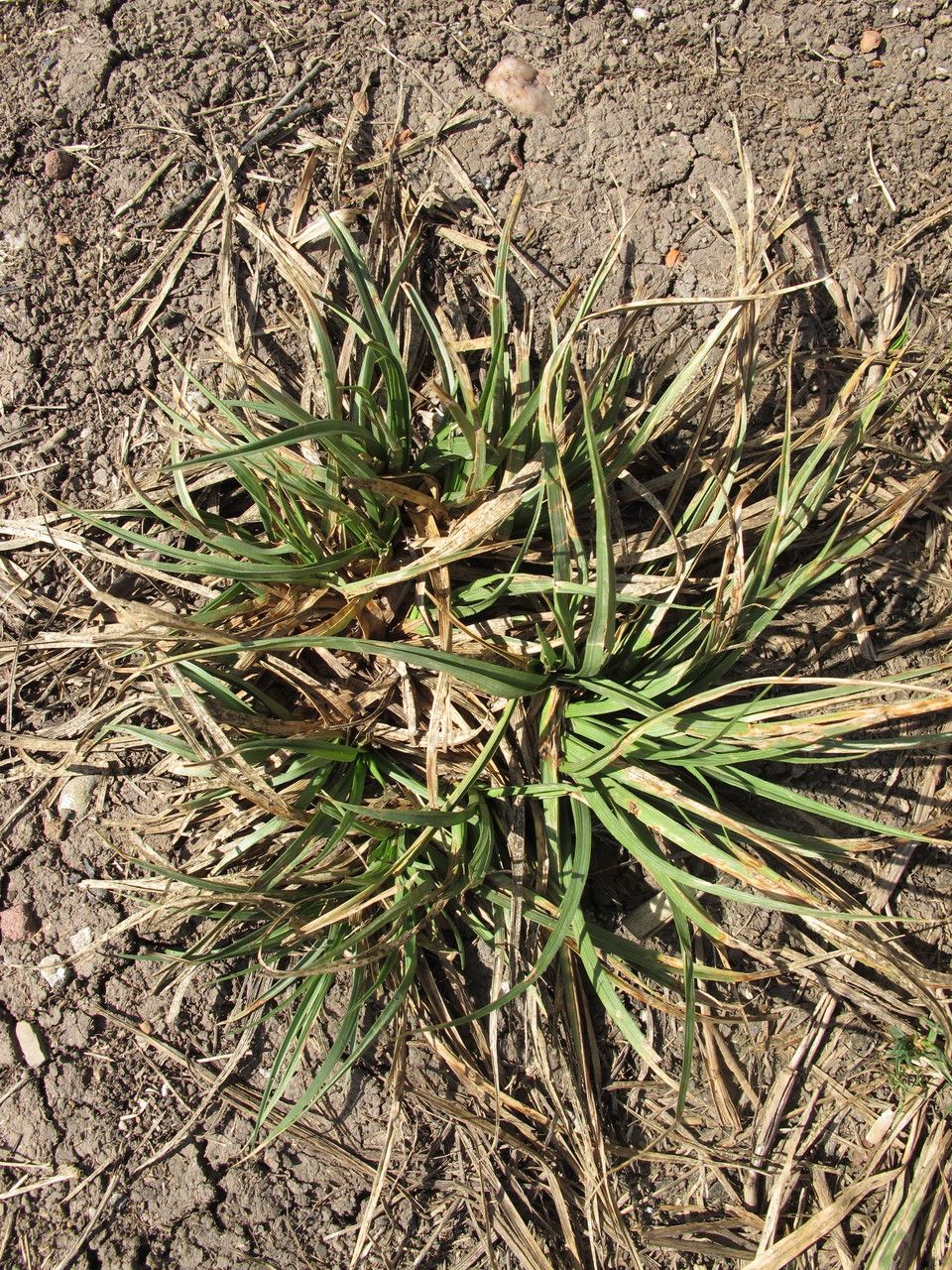 Carex hordeistichos habit