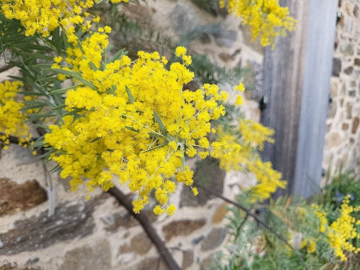 Acacia covenyi flower
