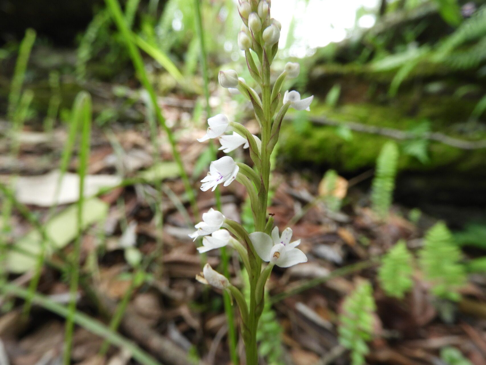 Cynorkis debilis flower