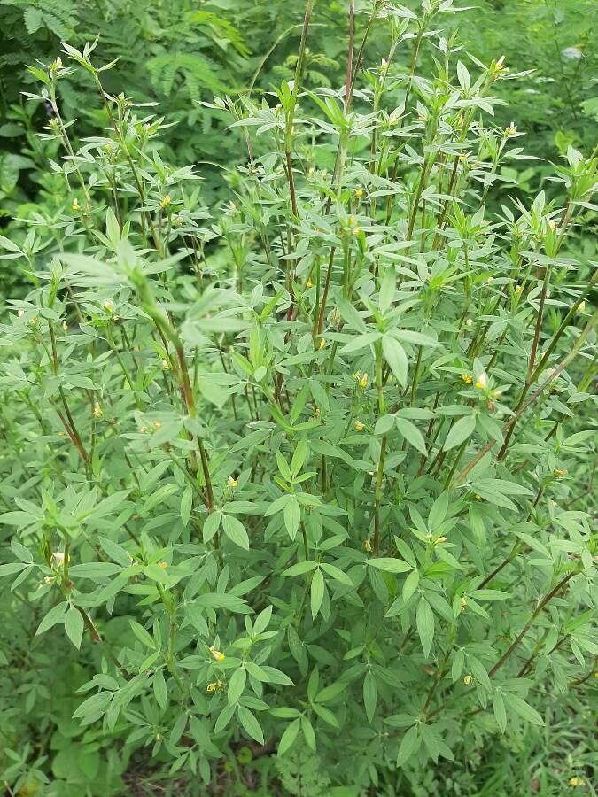 Stylosanthes seabrana — houseplant care guide