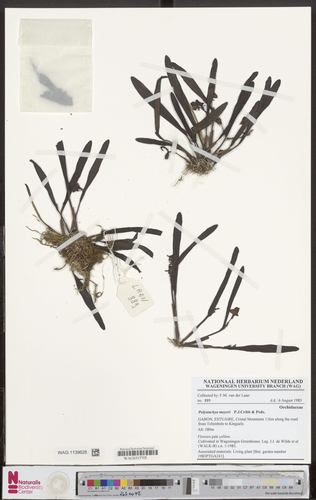 Polystachya meyeri — houseplant care guide