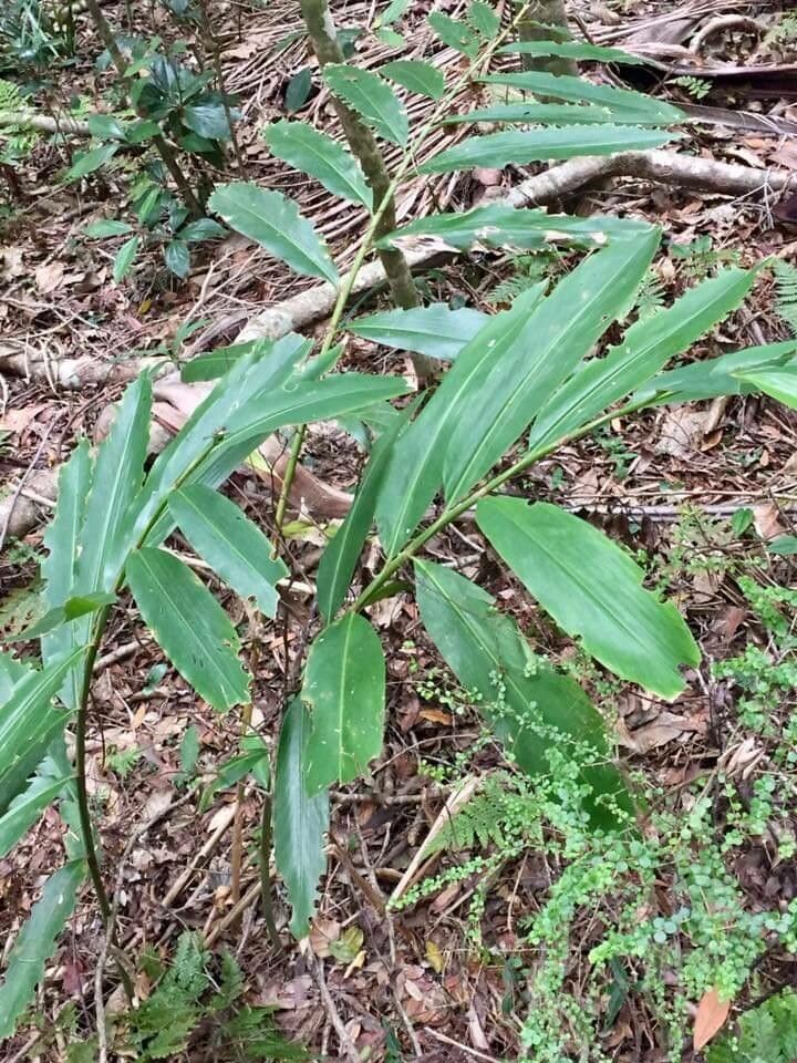 Alpinia caerulea