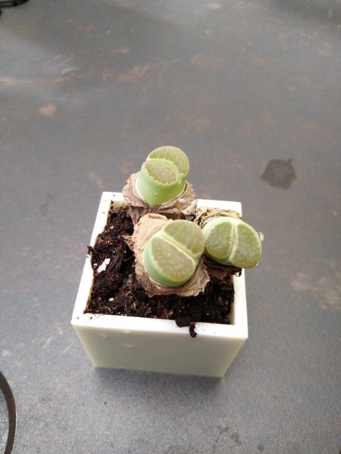 Lithops viridis — search result for 'Lithops'