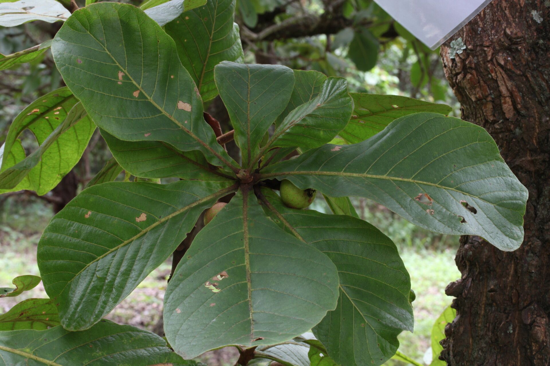 Uapaca pilosa — houseplant care guide