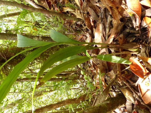 Phaius daenikeri habit