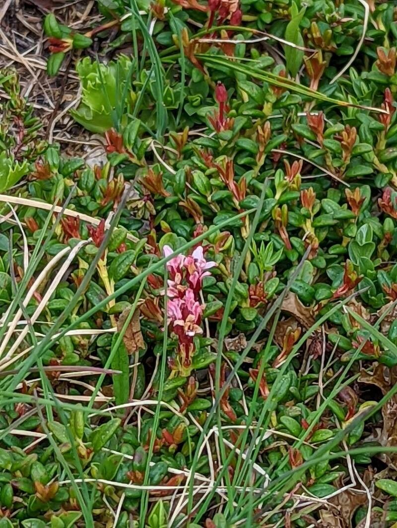 Kalmia procumbens flower