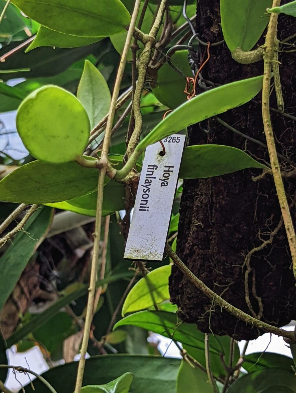 Hoya finlaysonii other