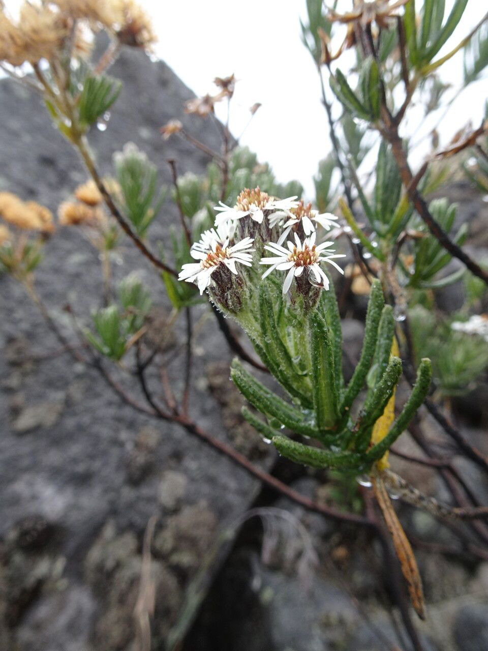 Diplostephium eriophorum flower