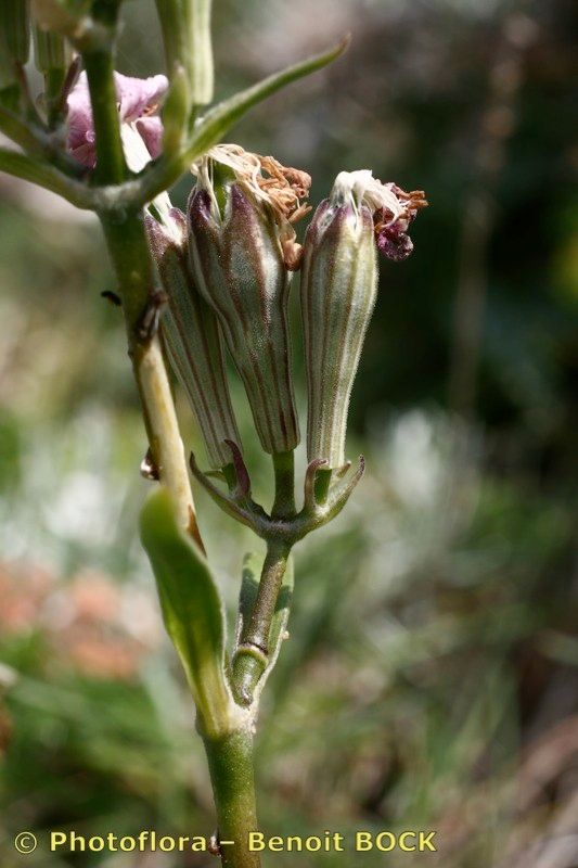Silene rothmaleri fruit