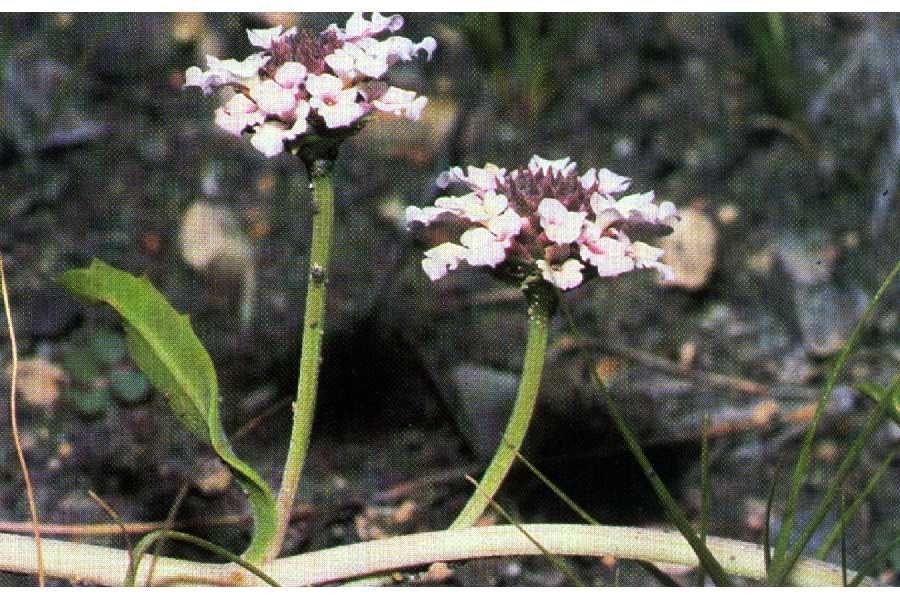 Phyla cuneifolia