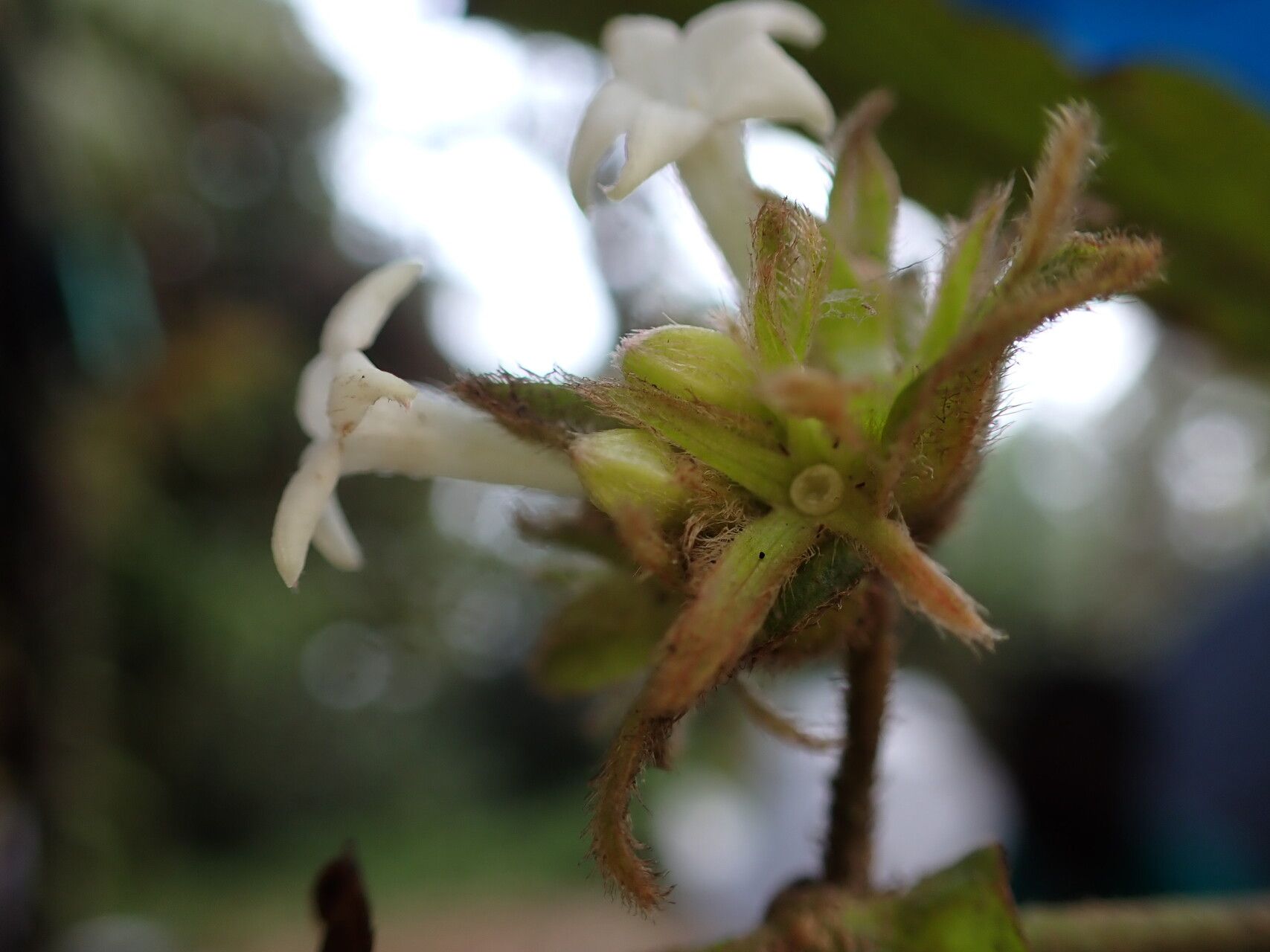 Sabicea ingrata — houseplant care guide