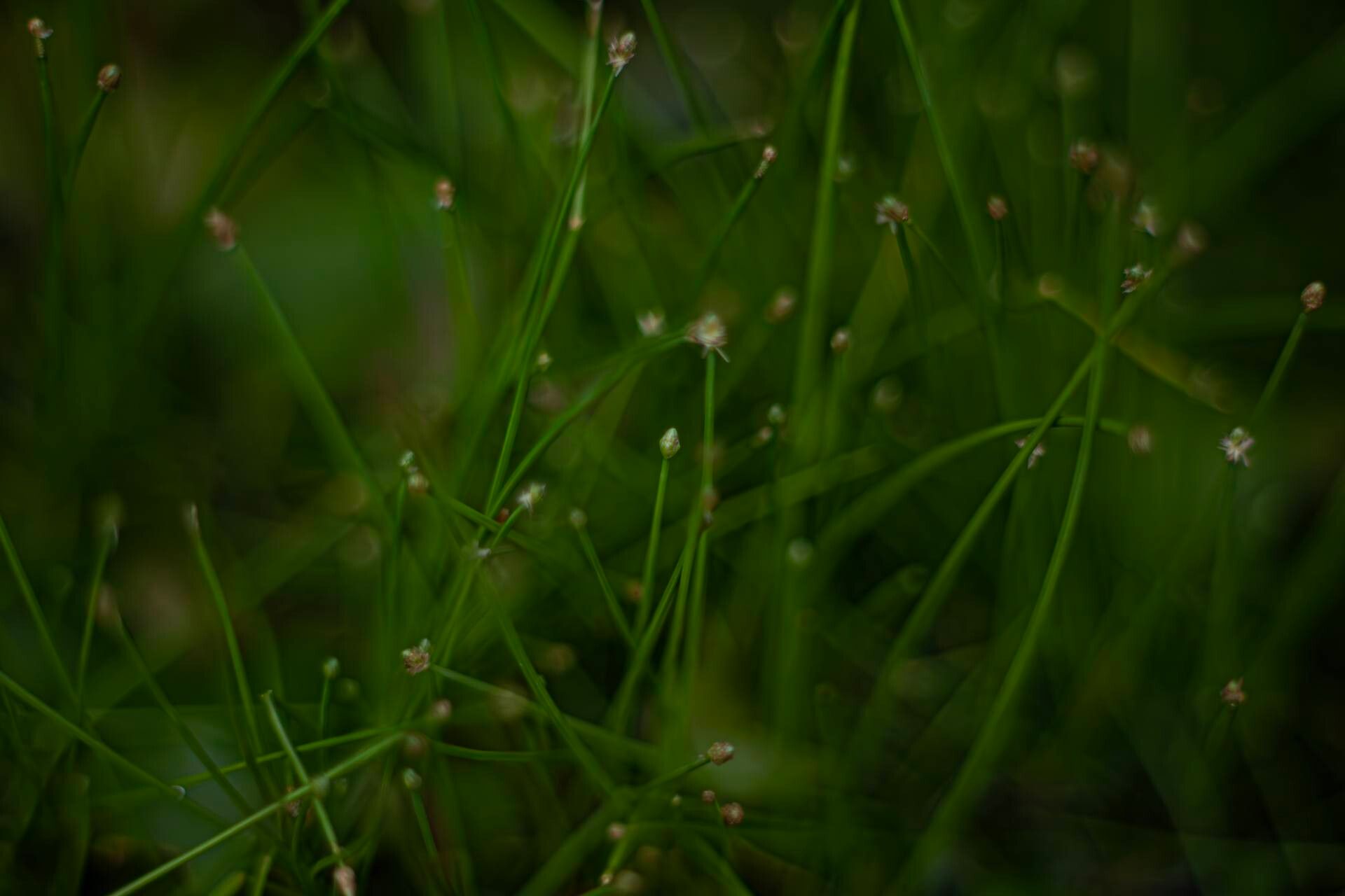 Eleocharis geniculata — search result for 'Eleocharis'