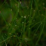 Eleocharis geniculata