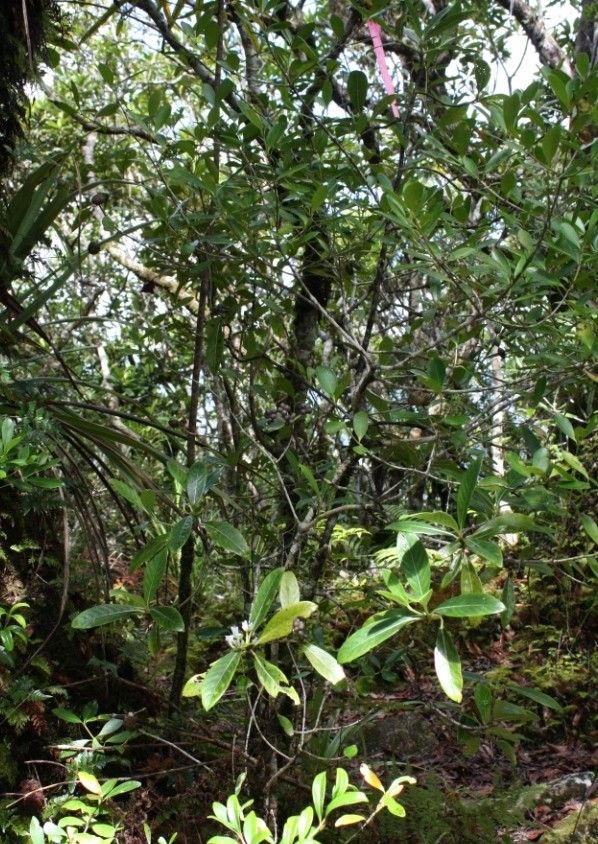 Psychotria saltiensis habit