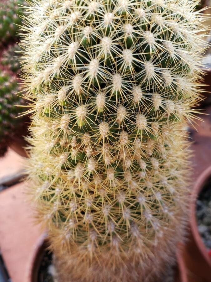 Lobivia pygmaea — houseplant care guide