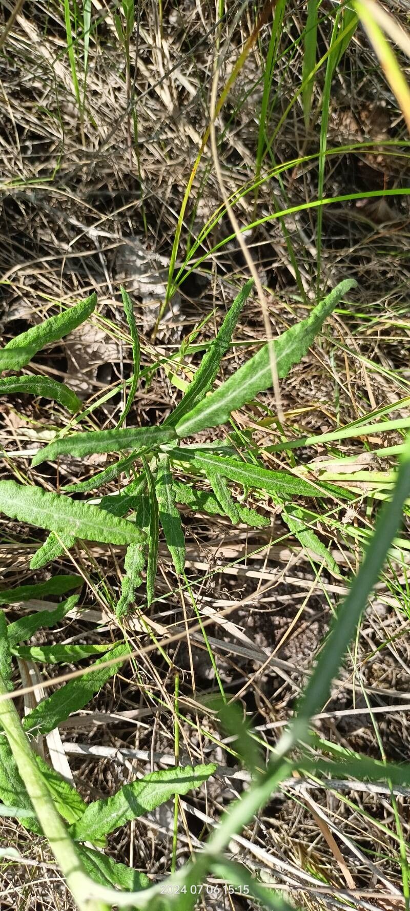 Jurinea cyanoides — houseplant care guide