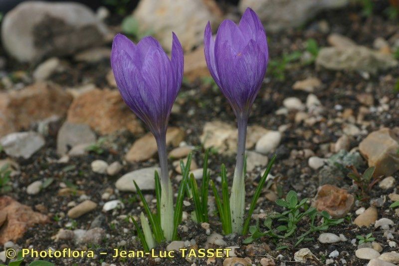 Crocus salzmannii habit