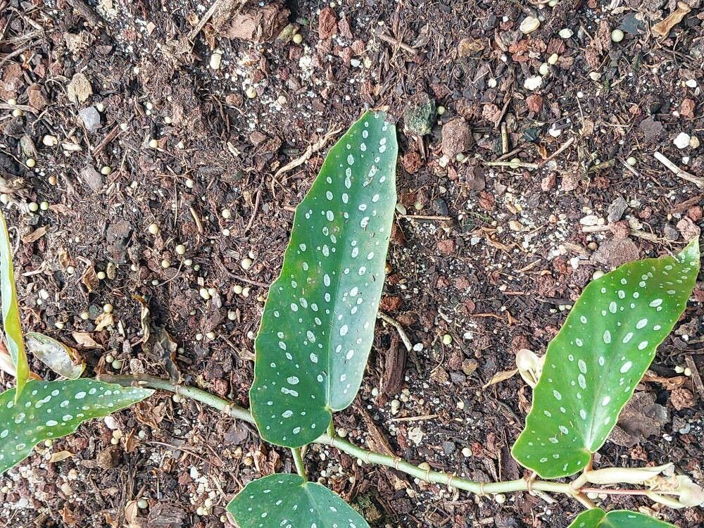 Begonia albopunctata — houseplant care guide