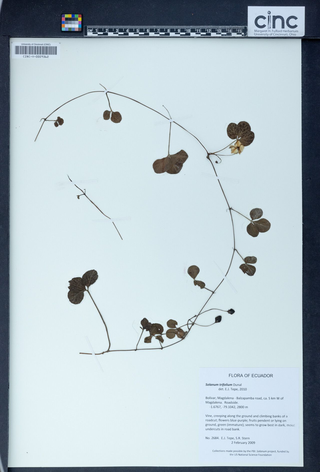 Solanum trifolium — houseplant care guide