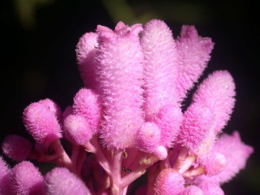 Palicourea lasiantha flower